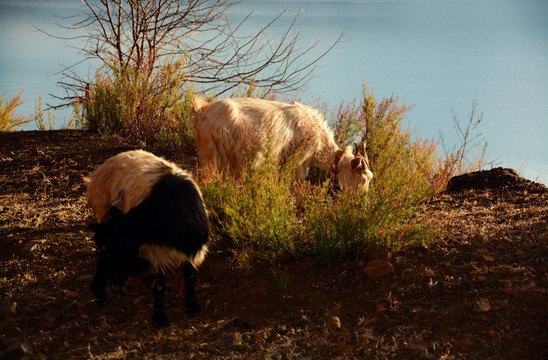 泸沽湖畔羊群