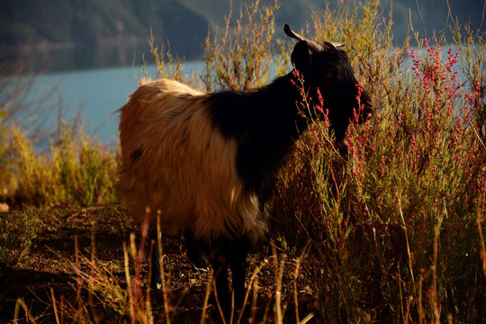 泸沽湖畔羊群