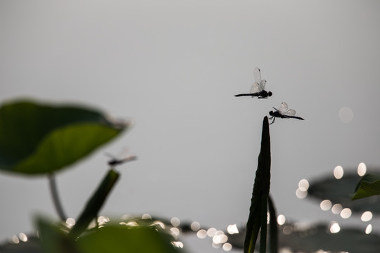 荷叶上的两只蜻蜓 飞舞 动感