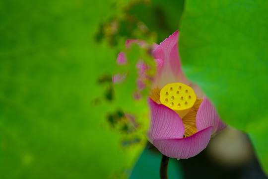 荷花