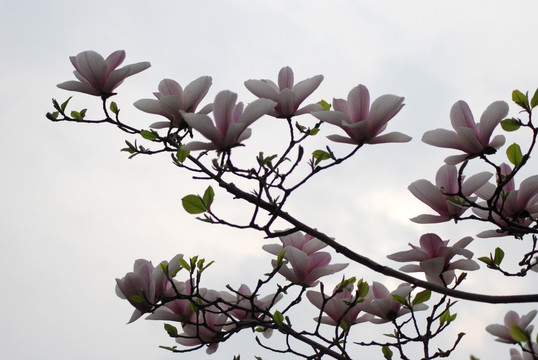 玉兰花 粉玉兰 花卉