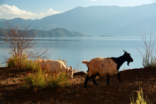 泸沽湖畔山羊群