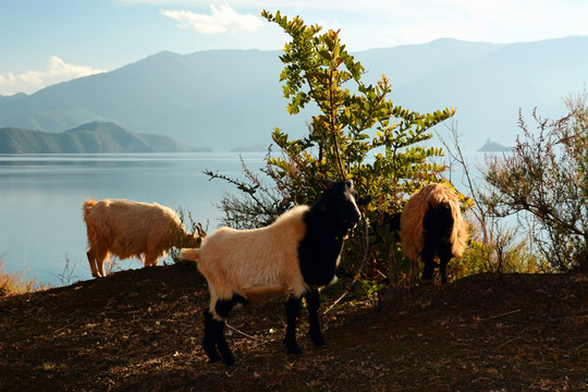 泸沽湖畔山羊群