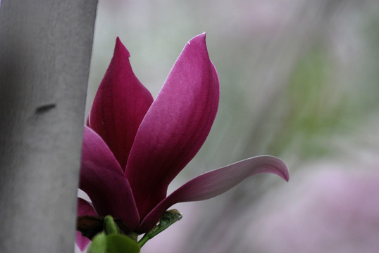 玉兰花 紫玉兰 花卉 玉兰花开