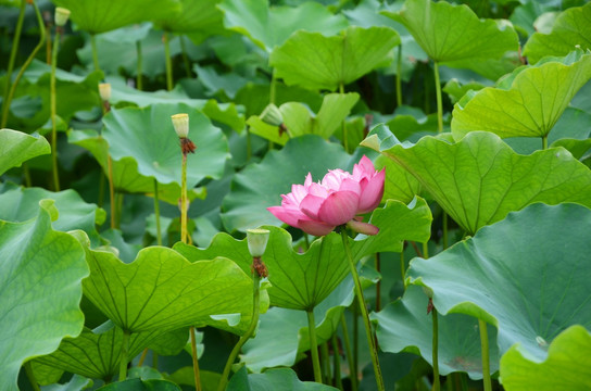 夏日荷花