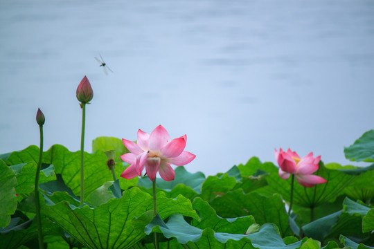 荷塘蜻蜓