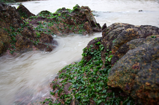 礁石 海藻 海苔 海边