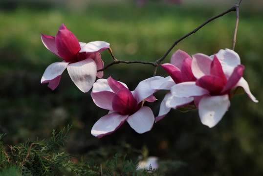 玉兰花 紫玉兰 花卉 花朵