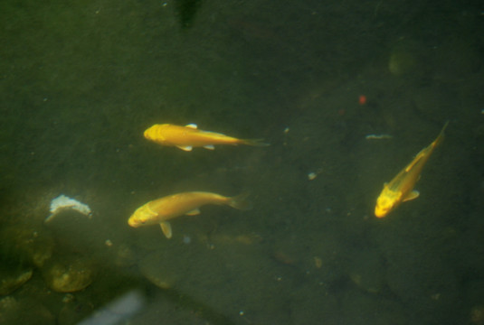 鱼 金龙鱼 锦鲤 观赏鱼 鱼类