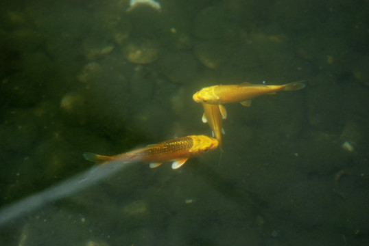 鱼 金龙鱼 锦鲤 观赏鱼 鱼类