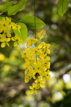 腊肠花