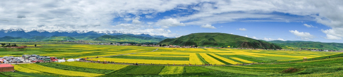 油菜花田