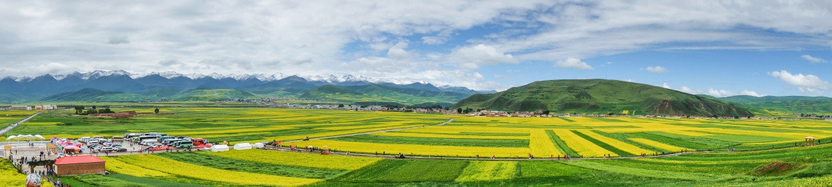 油菜花田