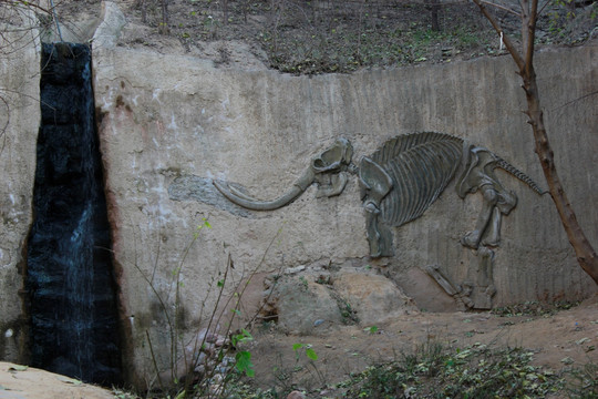 大象化石 黄河边 石刻