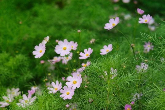 清新风格小花