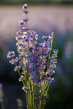 紫花 香料 薰衣草