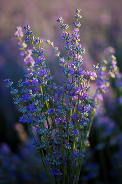 紫花 薰衣草