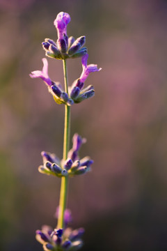 薰衣草 紫花