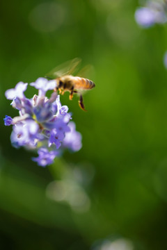 蜜蜂 薰衣草