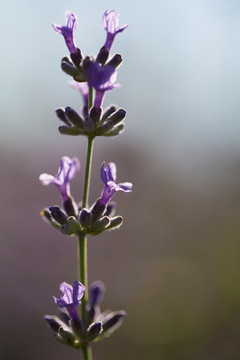 薰衣草 香料 花卉