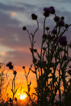 紫花 夕阳 落日