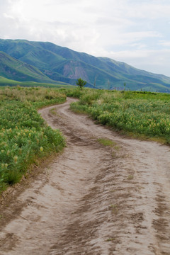 田间 小路