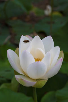 荷花 莲花