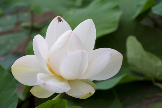 荷花 莲花 睡莲