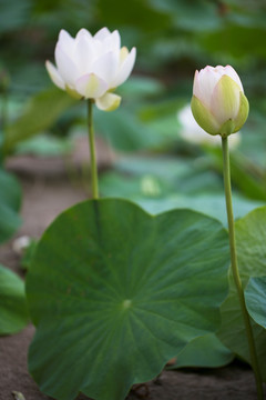 荷花 莲花 睡莲