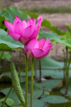 荷花 莲花