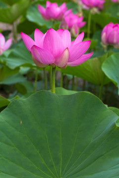 荷花 莲花 睡莲