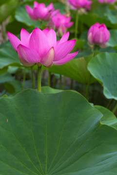 红莲 荷花 莲花