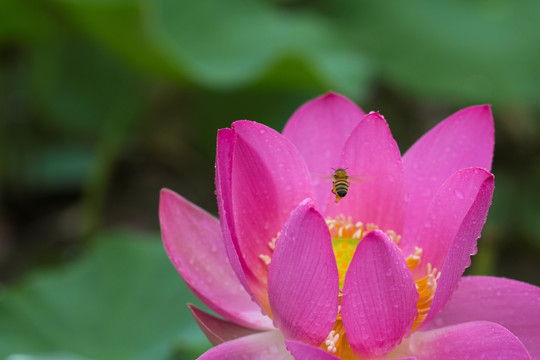 荷花 莲花 小蜜蜂