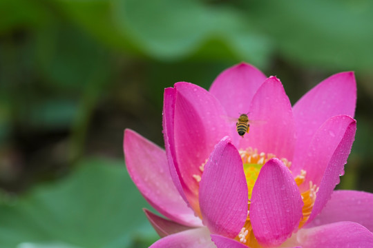 荷花 莲花 蜜蜂