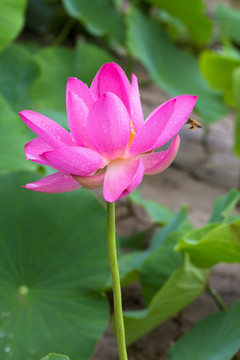 荷花 莲花
