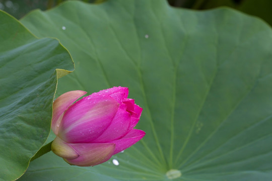 花苞 荷包  莲花