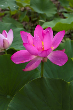 睡莲 荷花