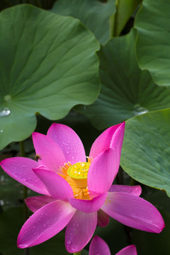 睡莲 荷花 莲花