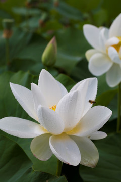 荷花 莲花 睡莲