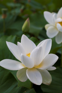 荷花 睡莲 白莲花