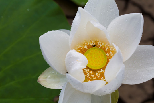 荷花 睡莲 白莲花