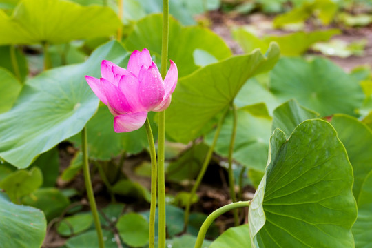 荷花 莲花