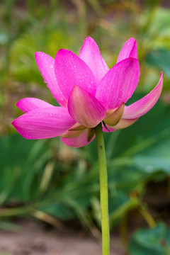 荷花 莲花