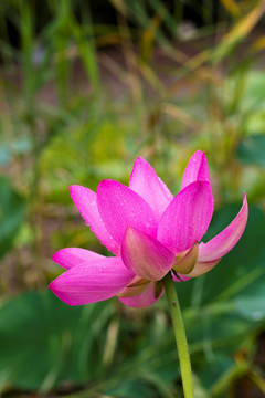 荷花 莲花 睡莲