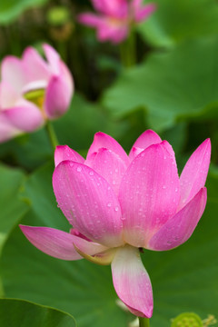 荷花 莲花