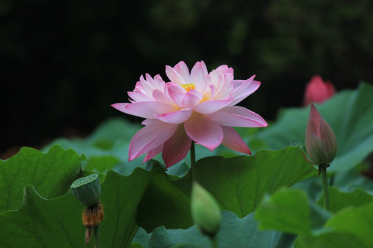 荷花