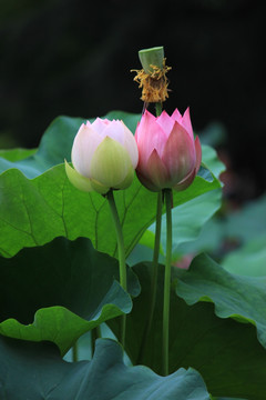 荷花