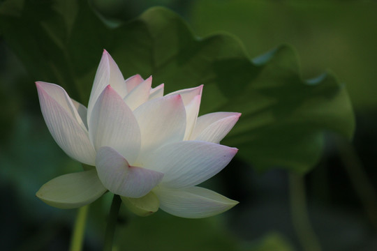 白荷花
