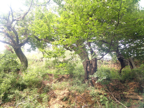 板栗树 古树