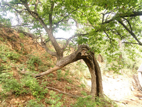 板栗树 古树